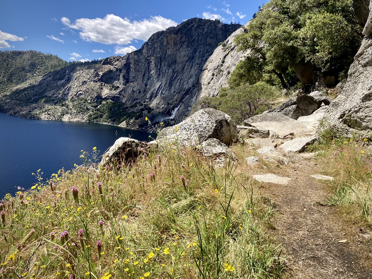 Wildflowers at Hetch Hetchy Valley in Yosemite.