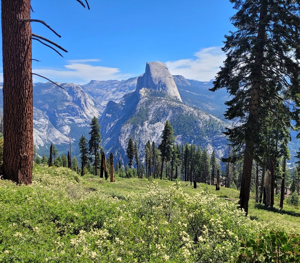 Glacier Point with Wildflowers in Yosemite (Matt L.)