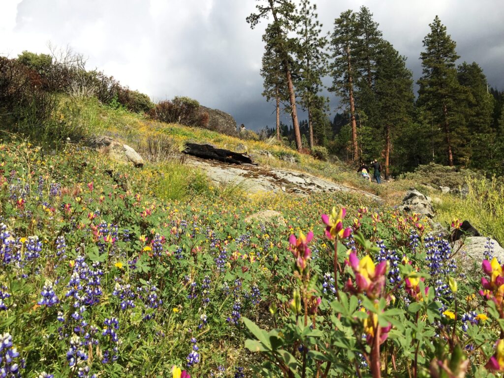 Wildflowers in Yosemite National Park.
